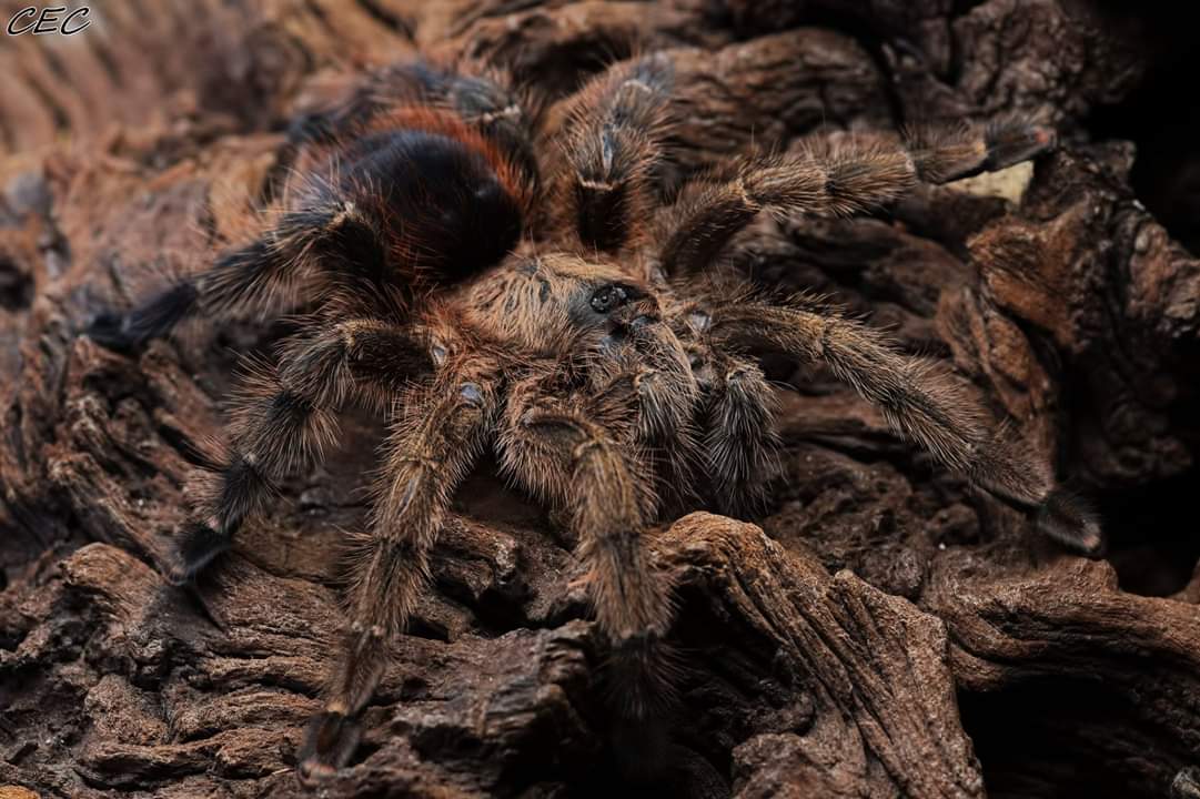 Avicularia merianae