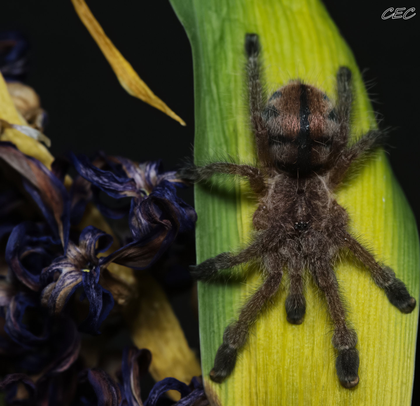 Avicularia merianae