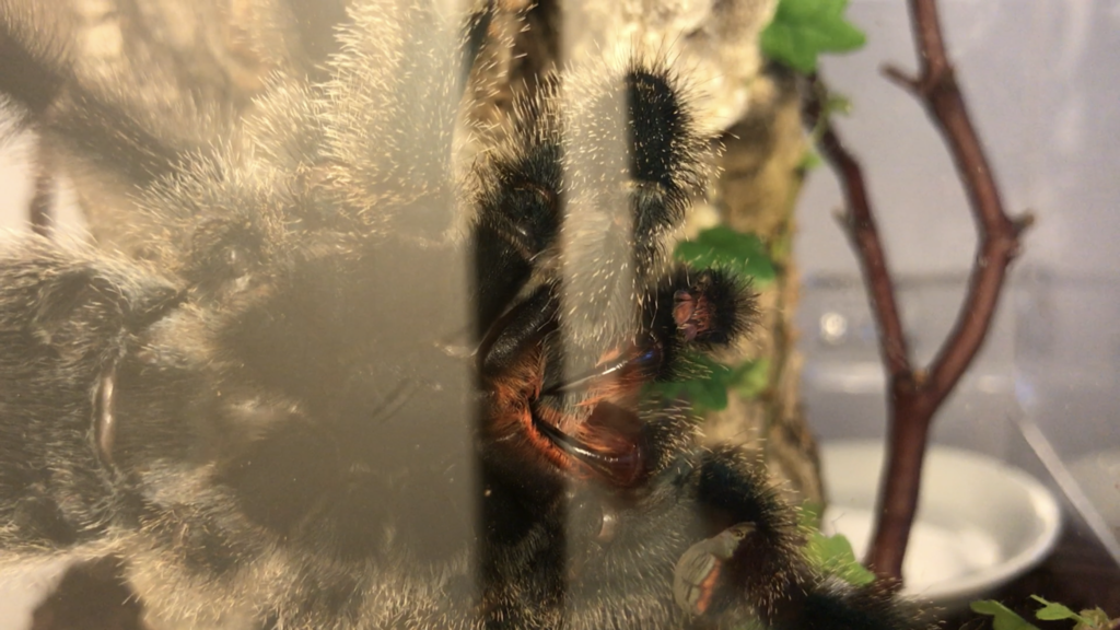 Avicularia Metallica bath time