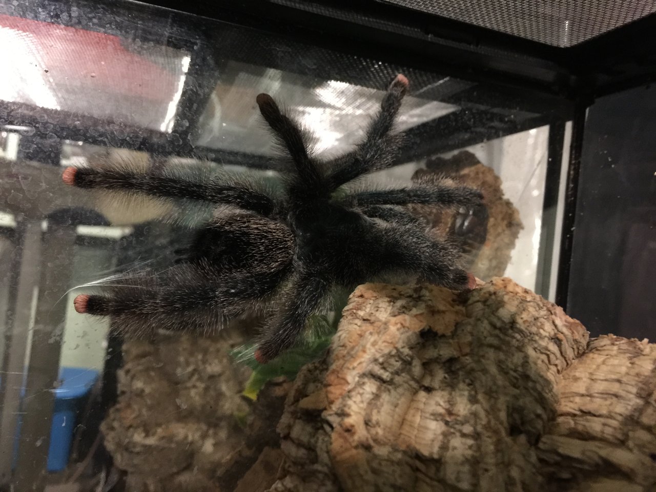 Avicularia metallica