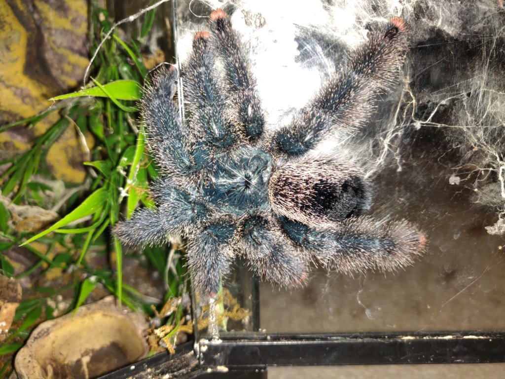 Avicularia metallica