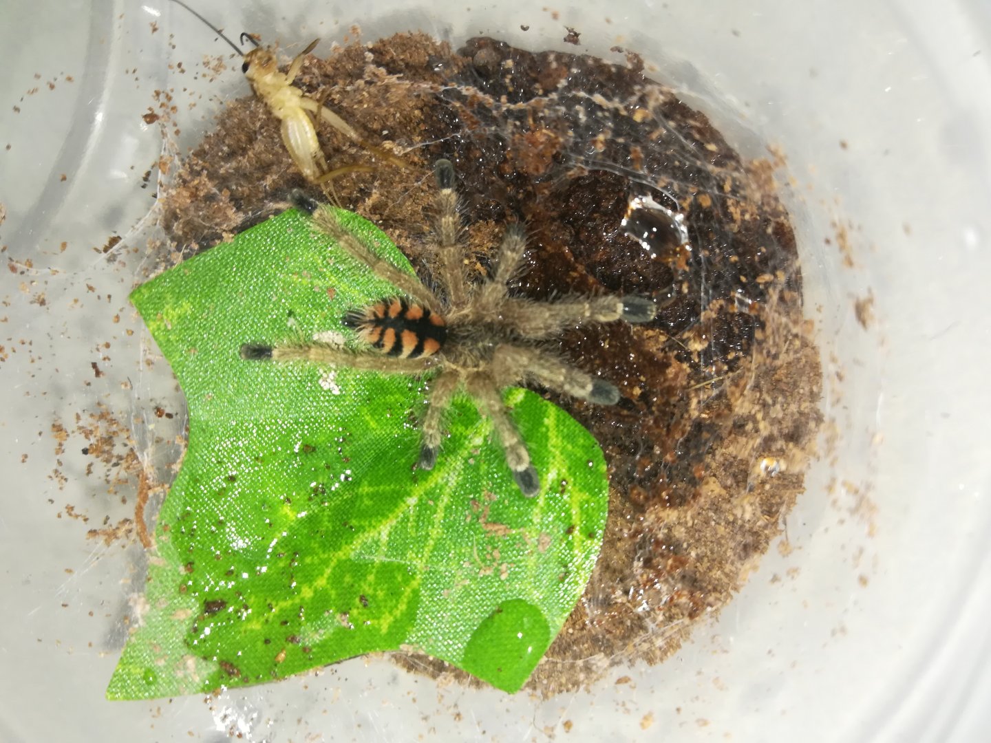 Avicularia minatrix juvenile 0,1