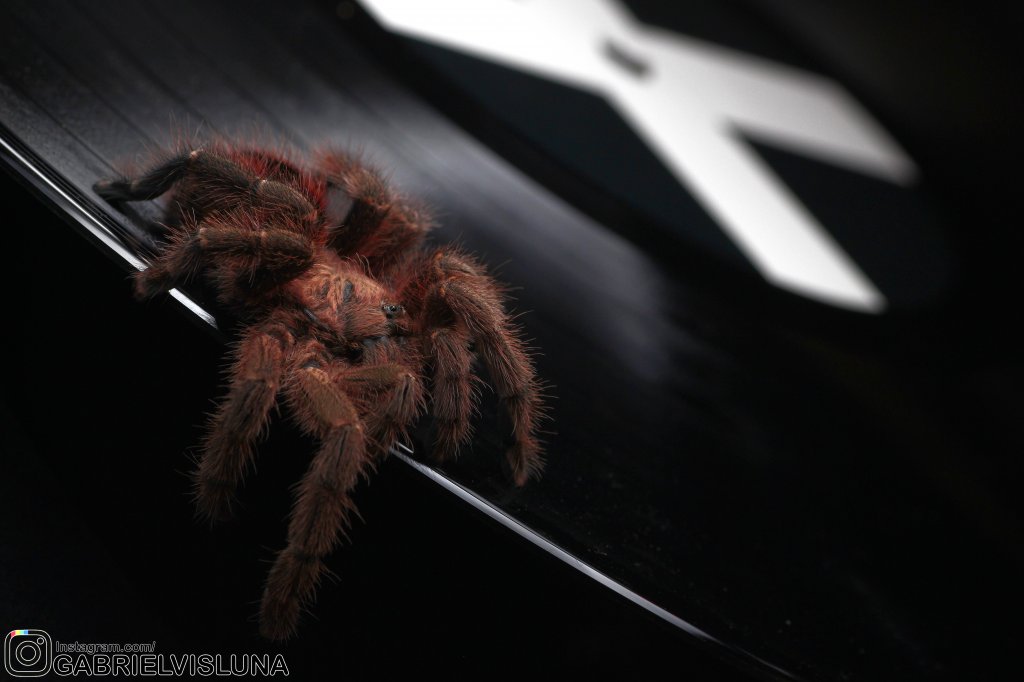 Avicularia minatrix (Pocock, 1903)