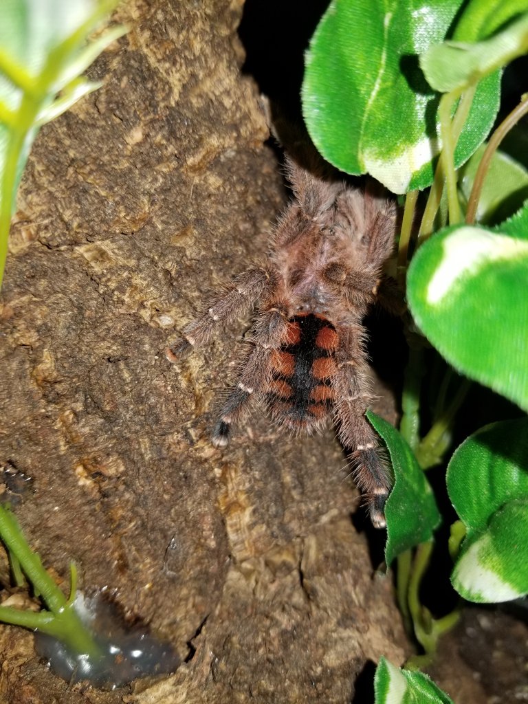 Avicularia Minatrix