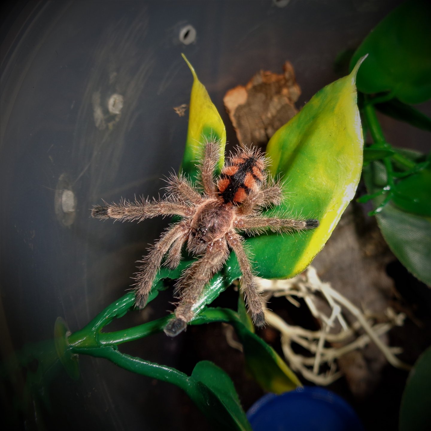 Avicularia minatrix