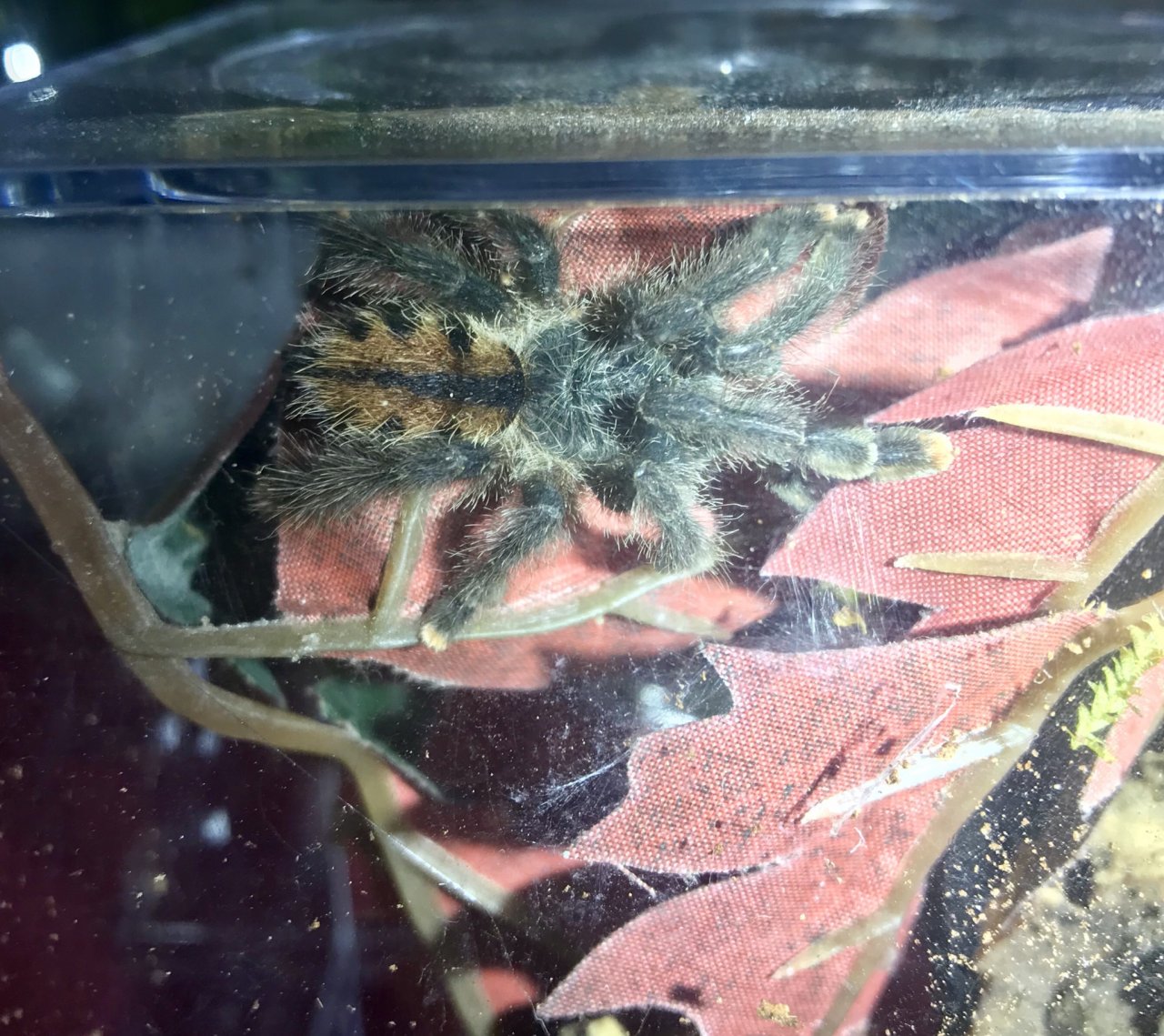 Avicularia minatrix???