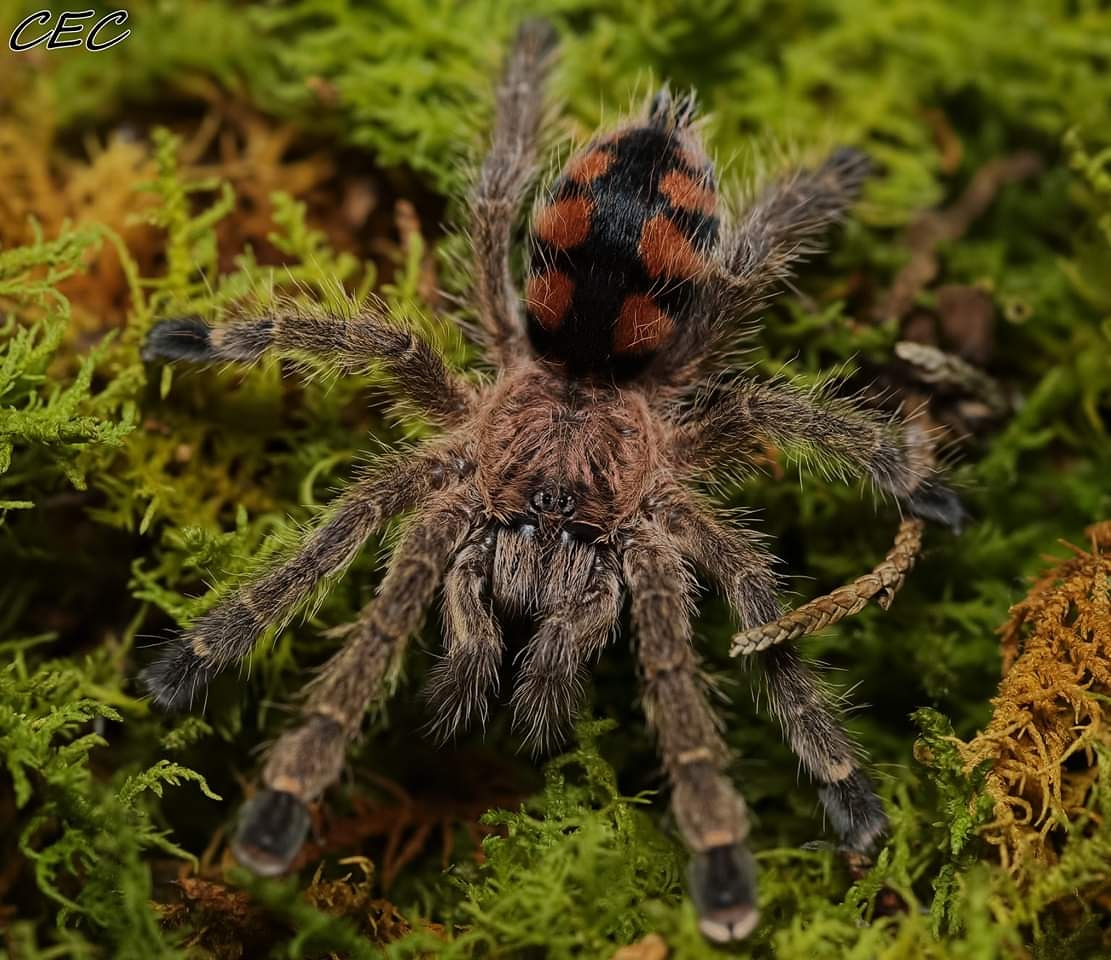 Avicularia minatrix