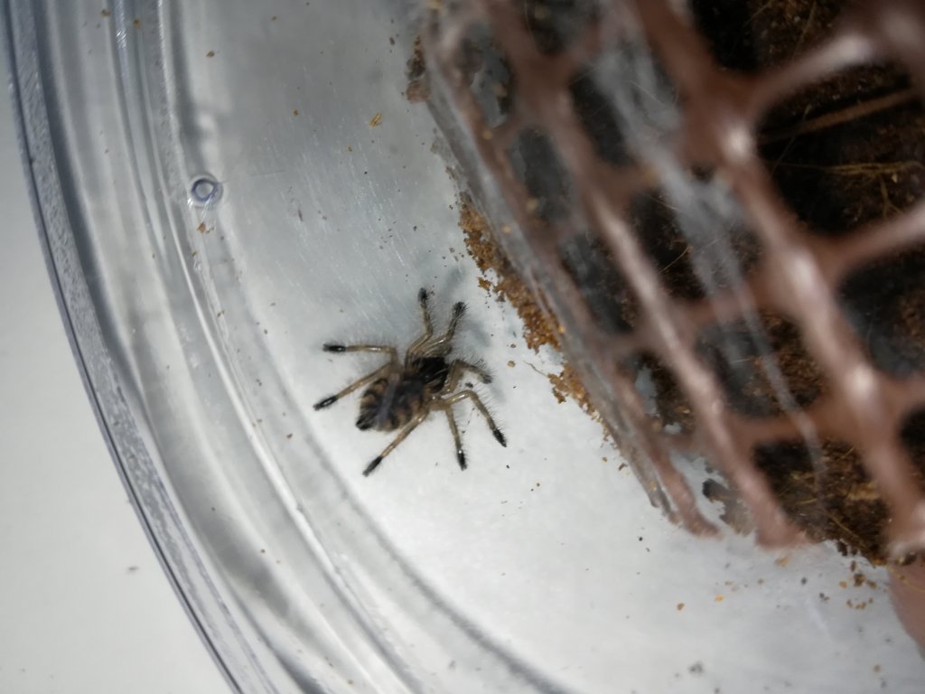 Avicularia minatrix