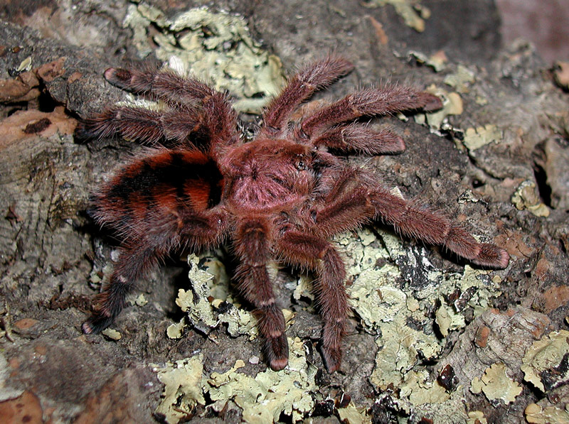 Avicularia minatrix