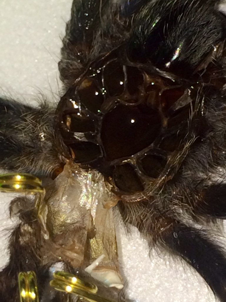 Avicularia molt #2