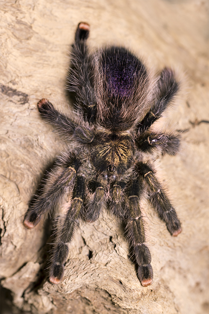 Avicularia pucallpa - Pucallpa Pink Toe