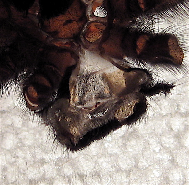 Avicularia purpurea 2.75"
