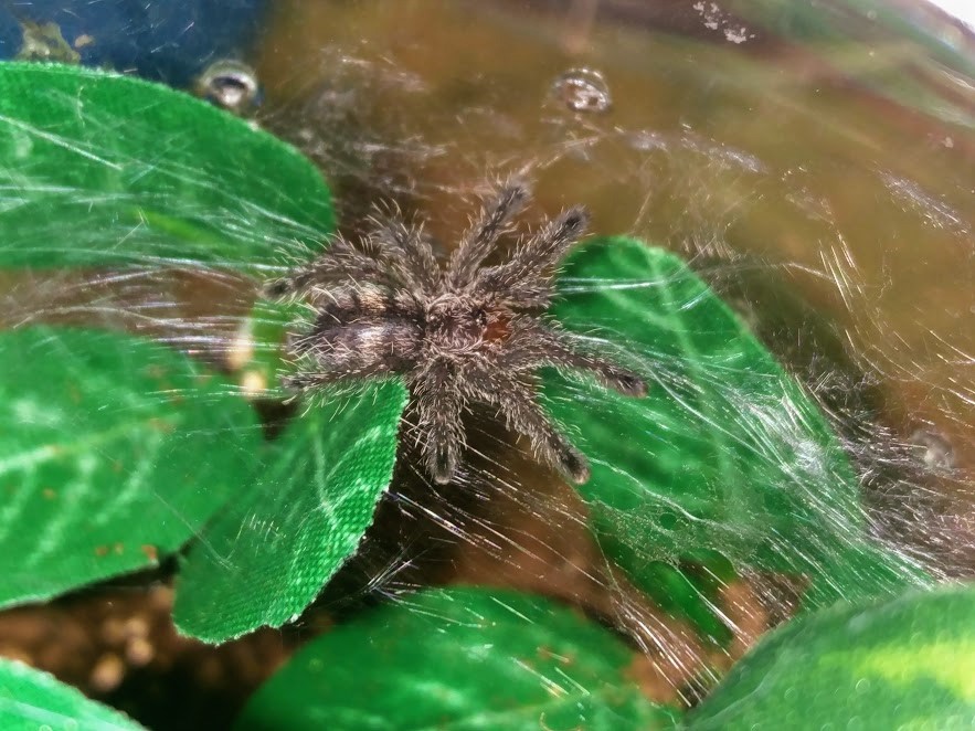 Avicularia Purpurea SP Colombia