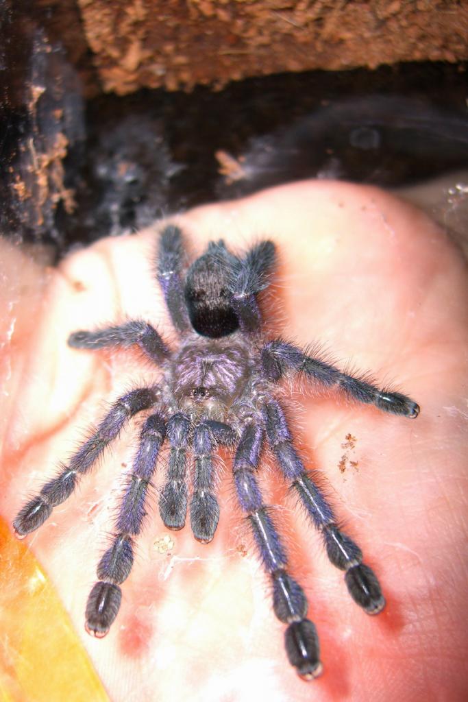 Avicularia Purpurea