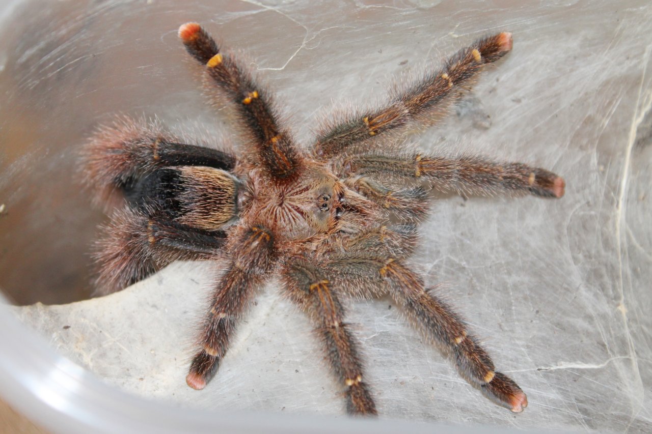 Avicularia rufa (Brazil)