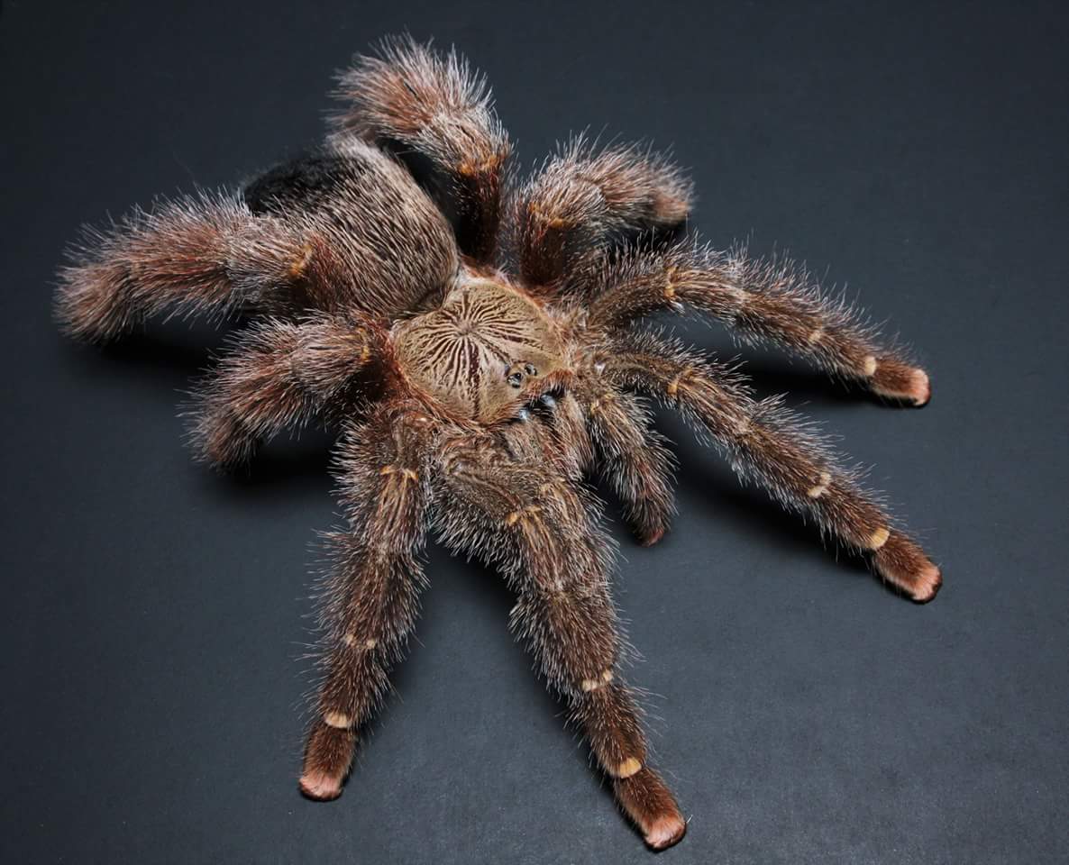 Avicularia rufa