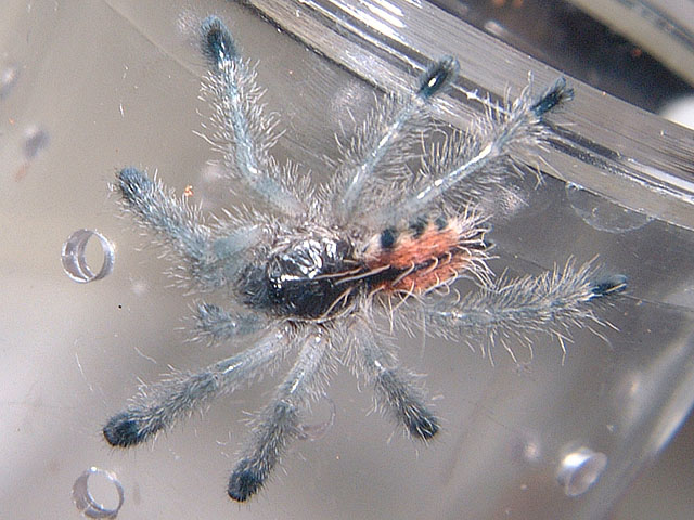 Avicularia Sp. Amazonica "Giant Amazon Pinktoe"