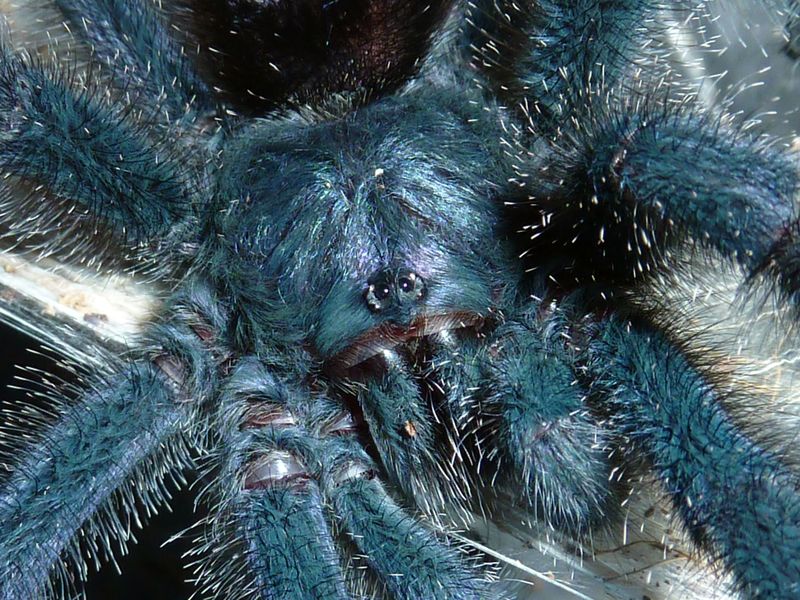 Avicularia sp. "amazonica" (Manaus)