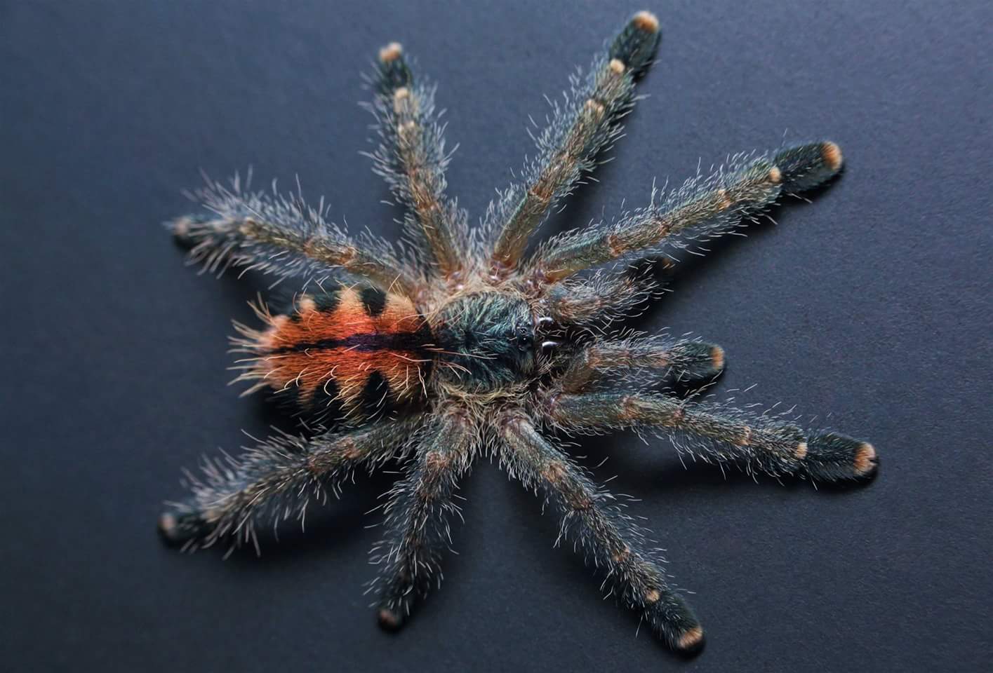 Avicularia sp. "Amazonica" (Manaus)