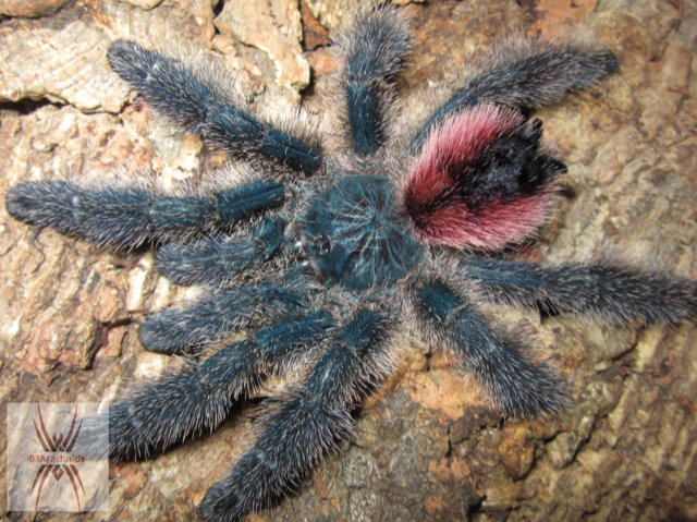 Avicularia sp. Amazonica manaus