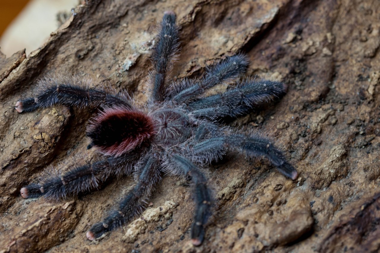 Avicularia sp. amazonica