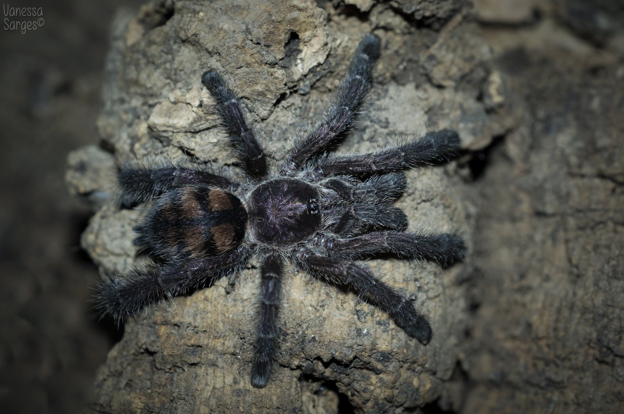 Avicularia sp. Colombia Juvenile Female