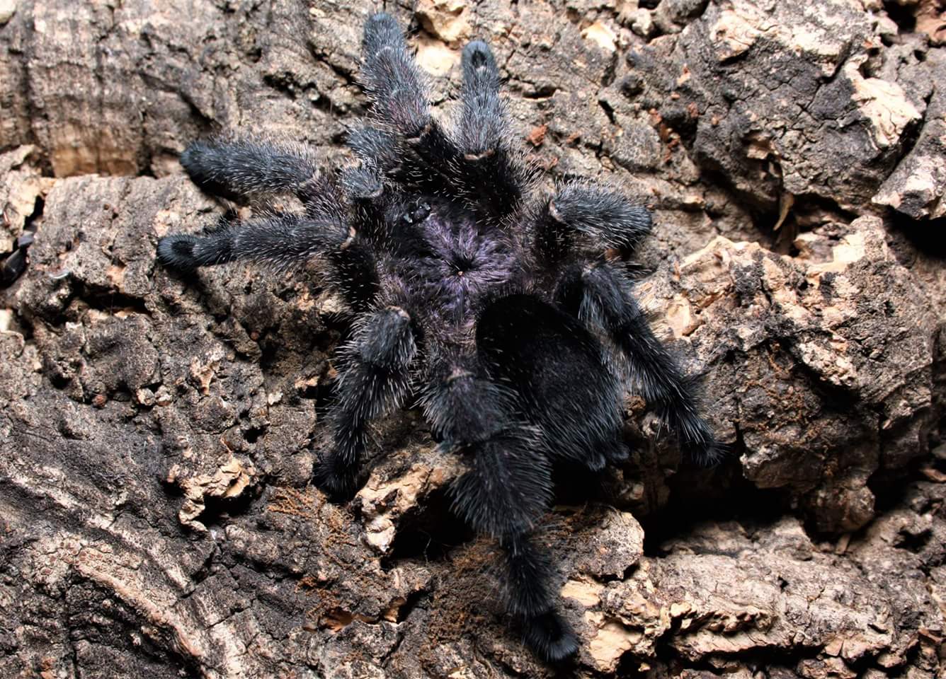 Avicularia sp. "Colombia"