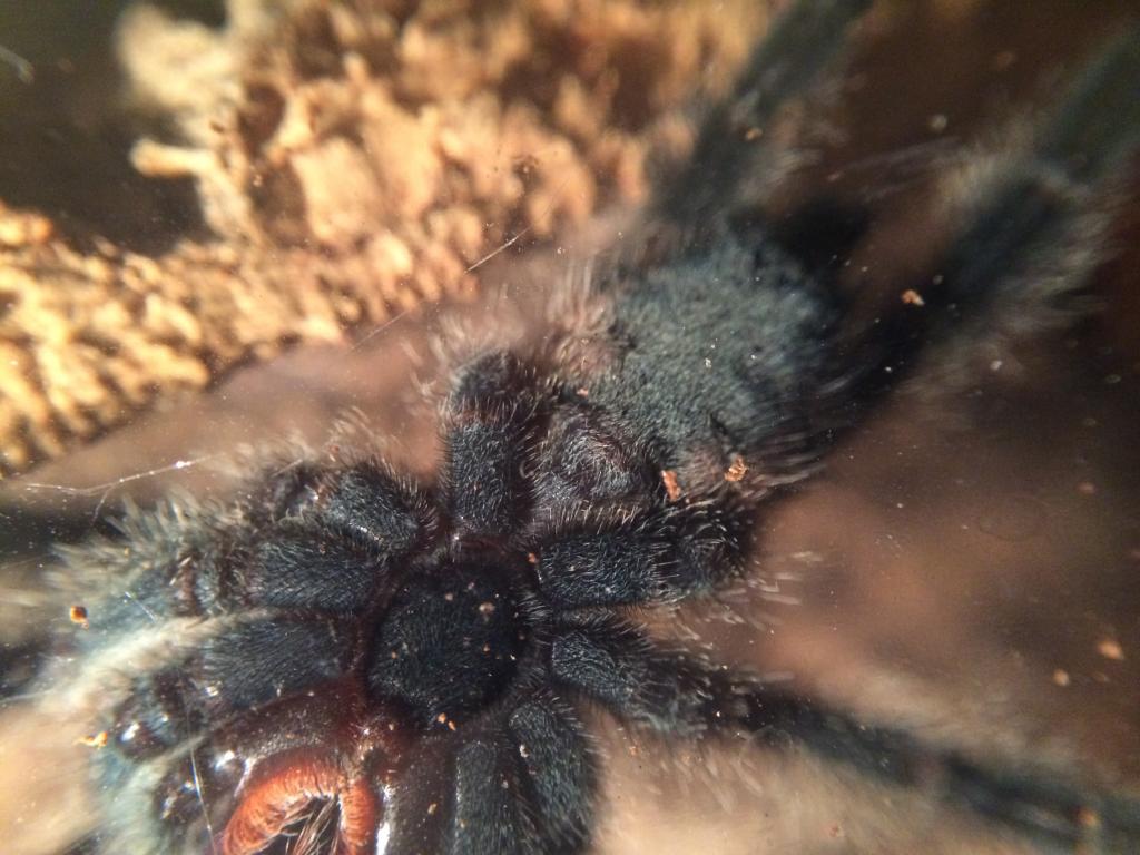 Avicularia sp Ecuador