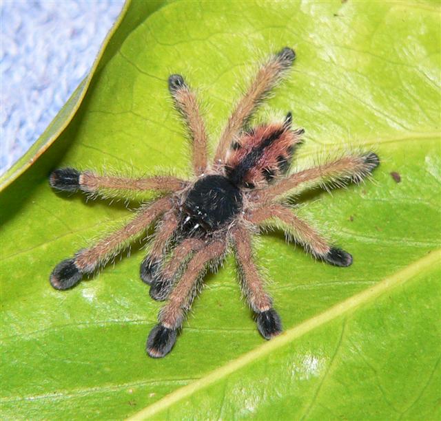 Avicularia sp. "Isla Margarita"