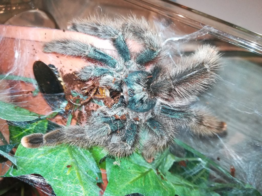 Avicularia sp. Kwitara river