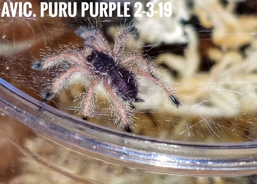 Avicularia sp. "Peru purple"