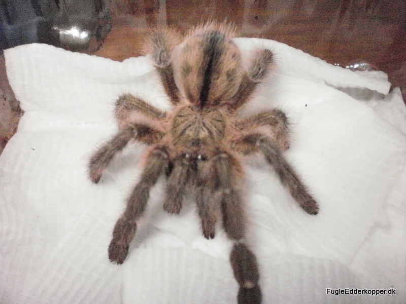 Avicularia Sp.