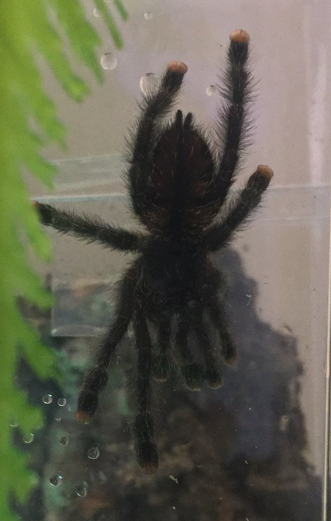 Avicularia sp.