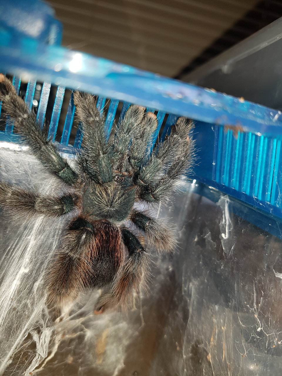 Avicularia sp.