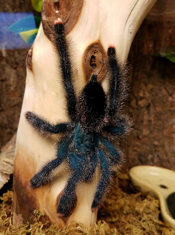 Avicularia sp.?