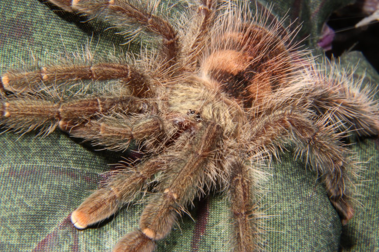 Avicularia sp.