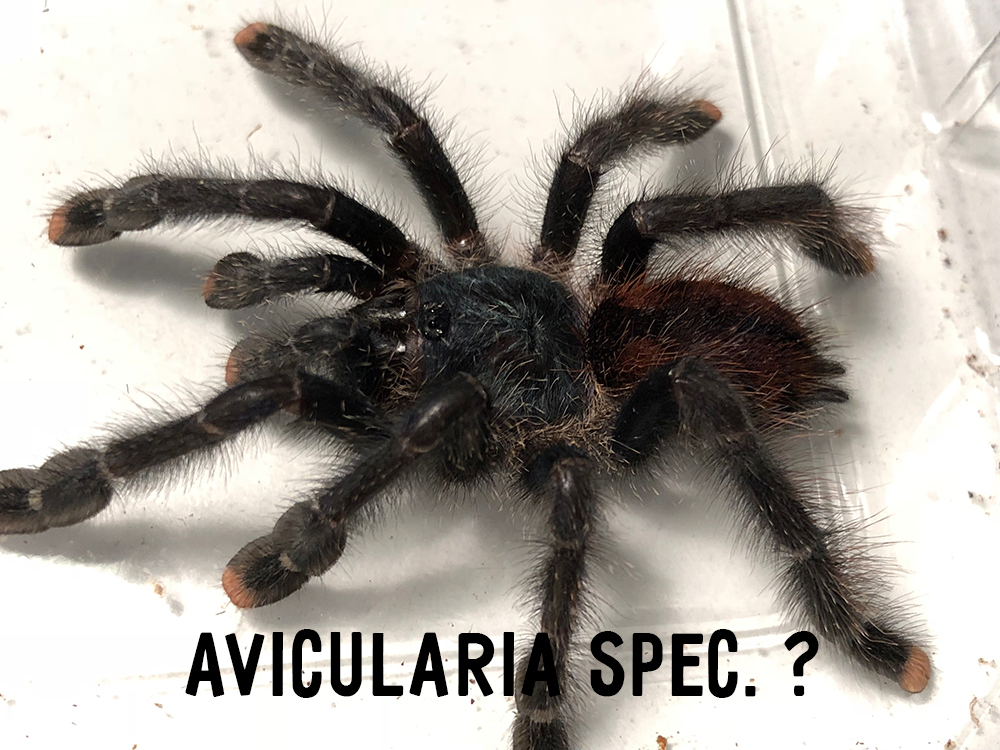 Avicularia spec.