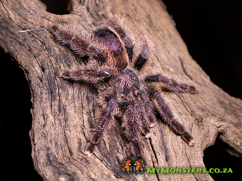 Avicularia urticans MF