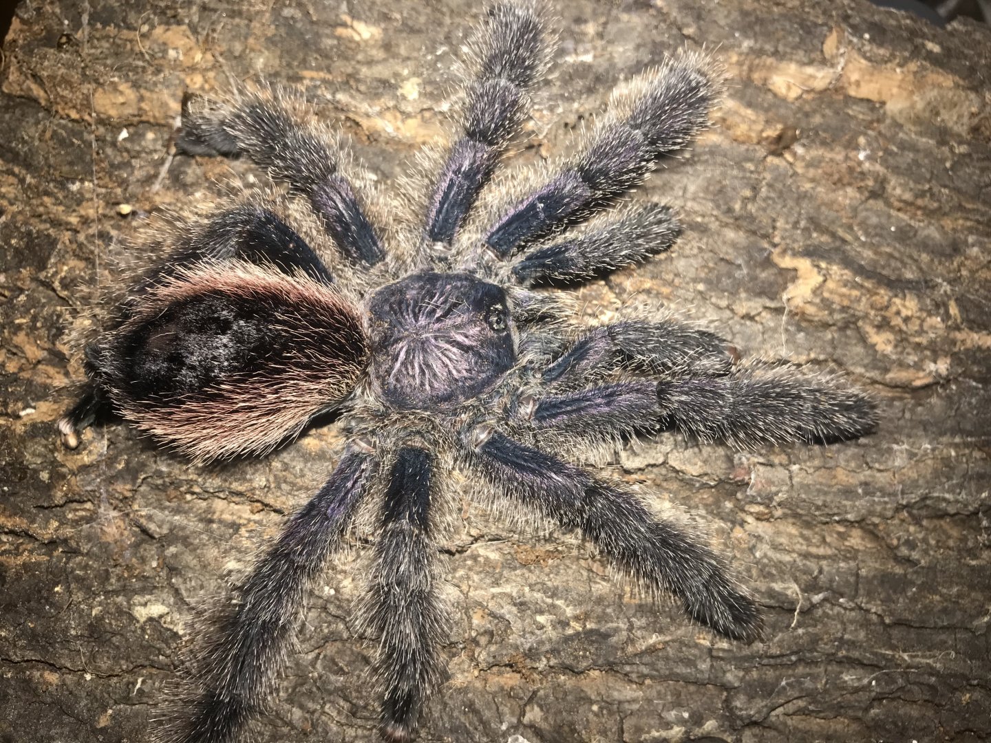 Avicularia urticans