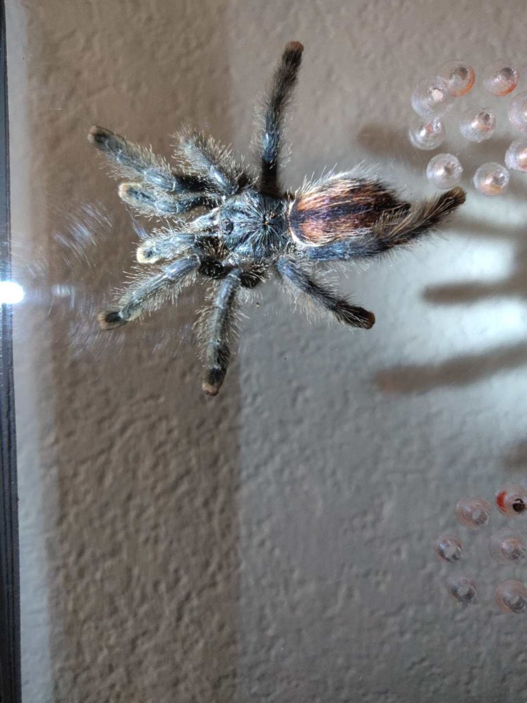 Avicularia variegata? (Sold as Avicularia avicularia)