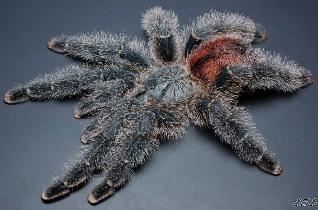 Avicularia variegata