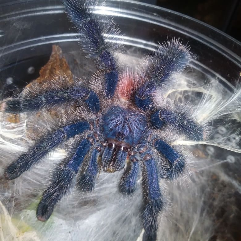 Avicularia variegata