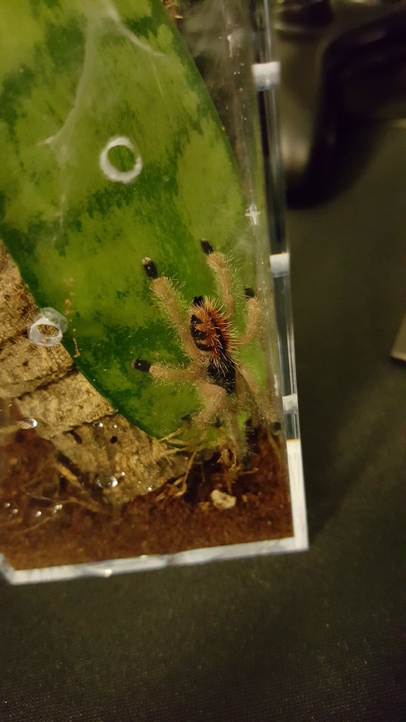 Avicularia Velutina