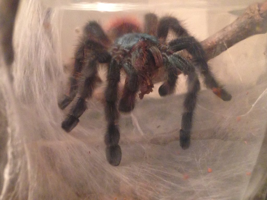 Avicularia Versi