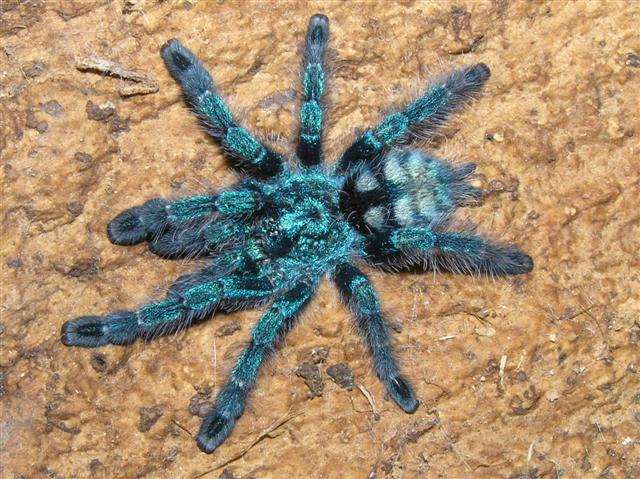 Avicularia versicolor