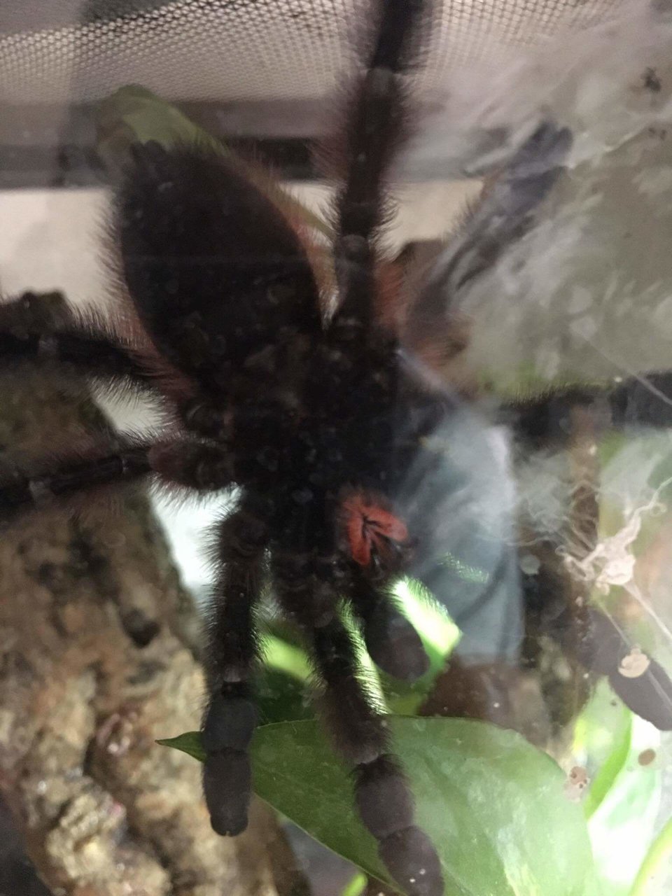 Avicularia versicolor