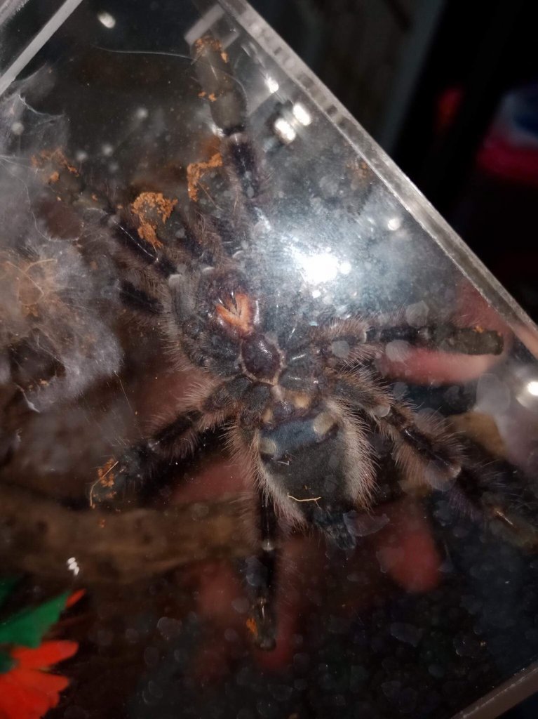 Avicularia versicolor