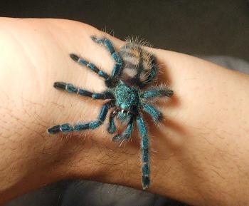 Avicularia Versicolor