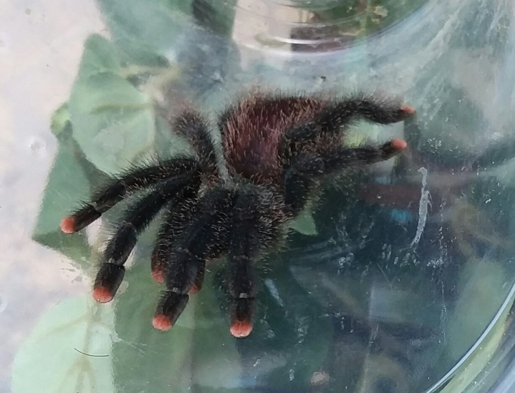 Avicularia