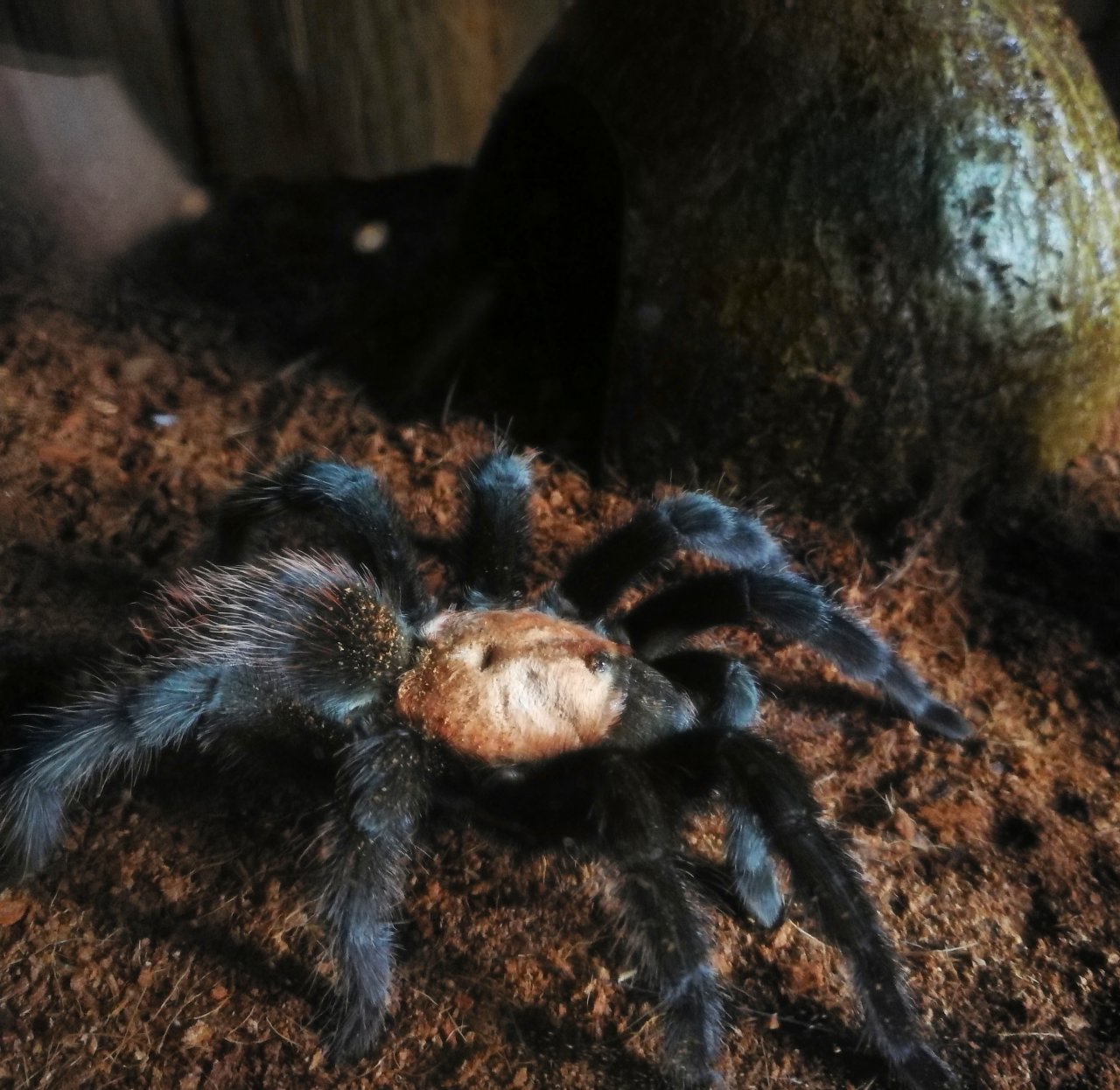 B. albiceps ♂️